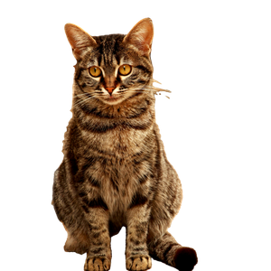 Charming Tabby Cat Sits On A Stone Path, Captured In Tokat, TüRkiye. 15423 - Cat PNG image with transparent background